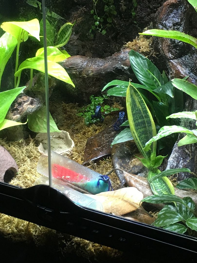 Exo Terra 18x18x24 first setup Dendroboard